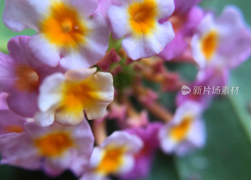 藤本植物的花瓣(Lantana × aculeata)